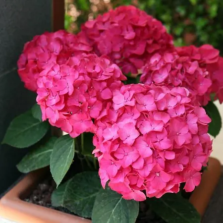 Ξενοδοχείο Parigi Ρίμινι